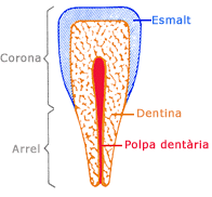 dentd