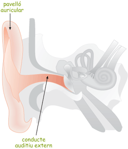 oideexterna
