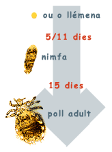 evolpoll