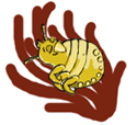polldorm