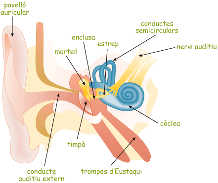 oidesencer