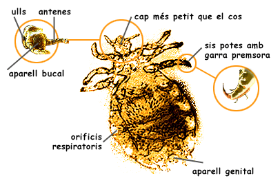 pollparts